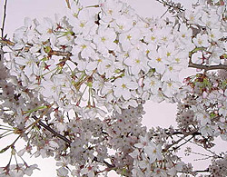 sakura, ohanami, picnic, cherry viewing