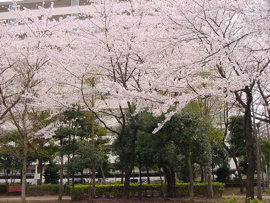 cherry blossom