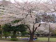 sakura, cherry blosssom